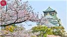 Mùa Hoa Anh Đào Nở Rộ Đẹp Nhất Tại Nhật Bản 2023